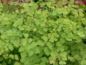 ���߲�(��ҩ��ֲ����:��̳��)