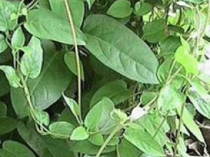 ��ë��ʸ��(��ҩ��ֲ����:ë��ʺ��)