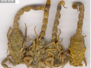 ��ҩȫЫ�Ĺ�Ч������