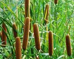 ˮ��������ú͹�Ч