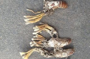 ������Ĺ�Ч