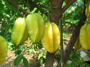 ��ҩ����ǌ(ֲ����:����)