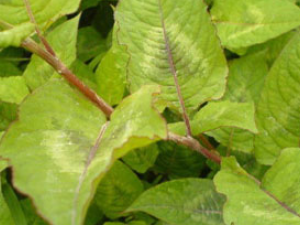 ��̿ĸ(��ҩ��ֲ����:��̿ĸ)