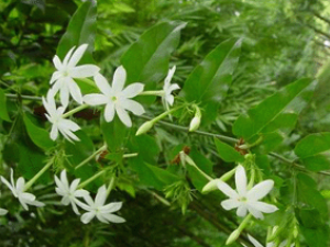 ��ҩ��Ť����(��ҩ��ֲ����:Ť����)