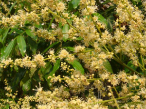 ������(��ҩ��ֲ����:���۾�)