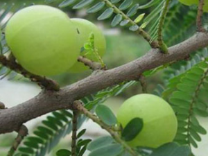 �͸���(��ҩ��ֲ����:�����)