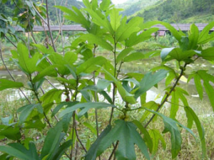 ��צ��(��ҩ��ֲ����:��Ҷ��צ��)