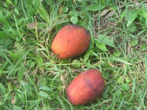 ������(��ҩ��ֲ����:������)