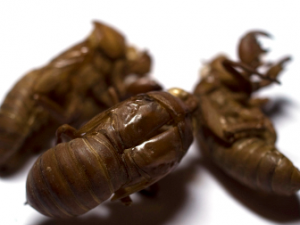 ʪ����ע��Ƥ������ҩ��