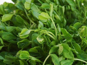 ����--ҩʳ���õġ������ݡ�