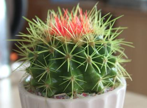 �������ҩ�ü�ֵ