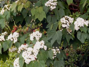 ͩ�͸�(��ҩ��ֲ����:ľ��)