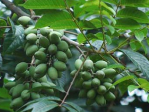 ��ҩ��ֲ����:���(ֲ���Ŀ:��魿�)