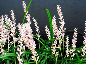 ϸҶ������(��ҩ��ֲ����:�����)