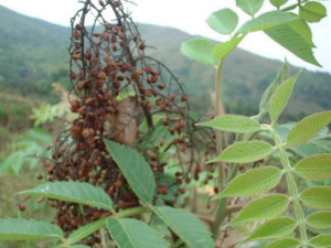 ��˪��(��ҩ��ֲ����:���η�ľ)