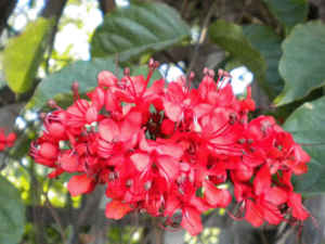 �����(��ҩ��ֲ����:�Wͩ)