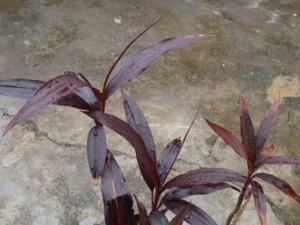 ������(��ҩ��ֲ����:����)