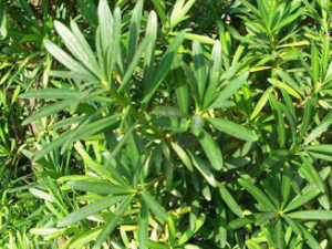 ���ϰ�(��ҩ��ֲ����:�޺���)