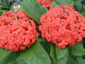 ��������(��ҩ��ֲ����:������)