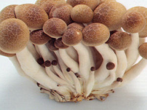 Ģ�������ٳ�һ���