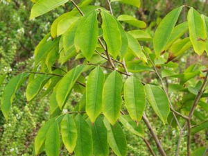 ٤���(�����ֲ����֬)