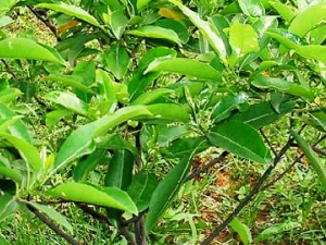 �պ���(����÷����ľ��֬)