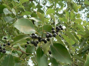 ����(������ľ)