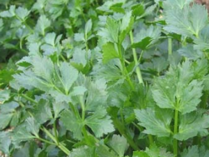 ����Ӣ(�ܲ�ӧ)