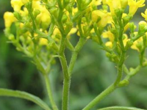 Ĺͷ��(��ͷ��)