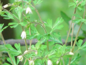 �����(������)