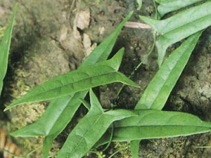 ����(��ţ��)