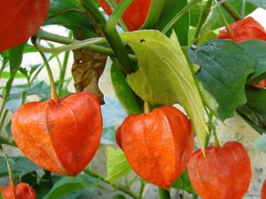 �ҽ��(�����)