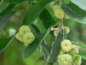 ɽ����(С����)