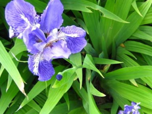 �β(������)