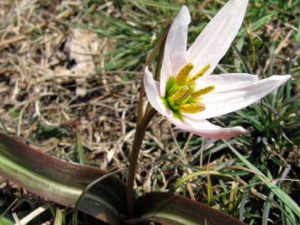 ��ȹ�(��ѻͷ)