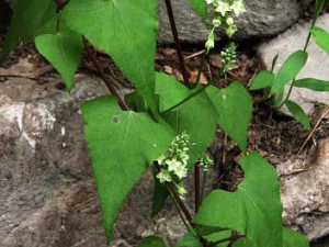 ��ҩ��(������)