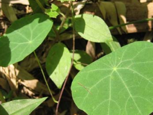 ��ҩ��(���ߵ��ڹ�)