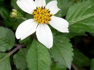 �����(������)