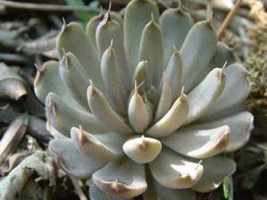 ����(�����)