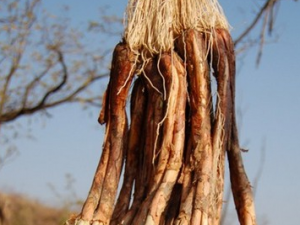 ��еĹ�Ч������