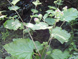 ������ҩţ����