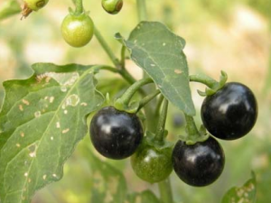 �ݱ�ֲ������