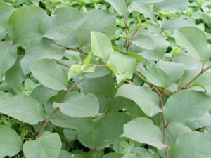 ����(��Ͱ��)