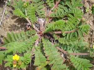 ���ײ�(������)