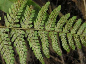 ����(��������)