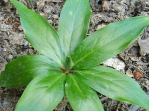 ����(�ݺӳ�)