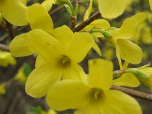 ����(�ƻ���)