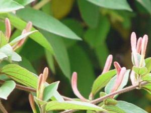 �̶���(������)