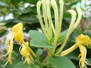 ������(�̶���)