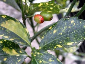 ��Ҷ��ҩ��ȫ��Ŀ:Ǿޱ��